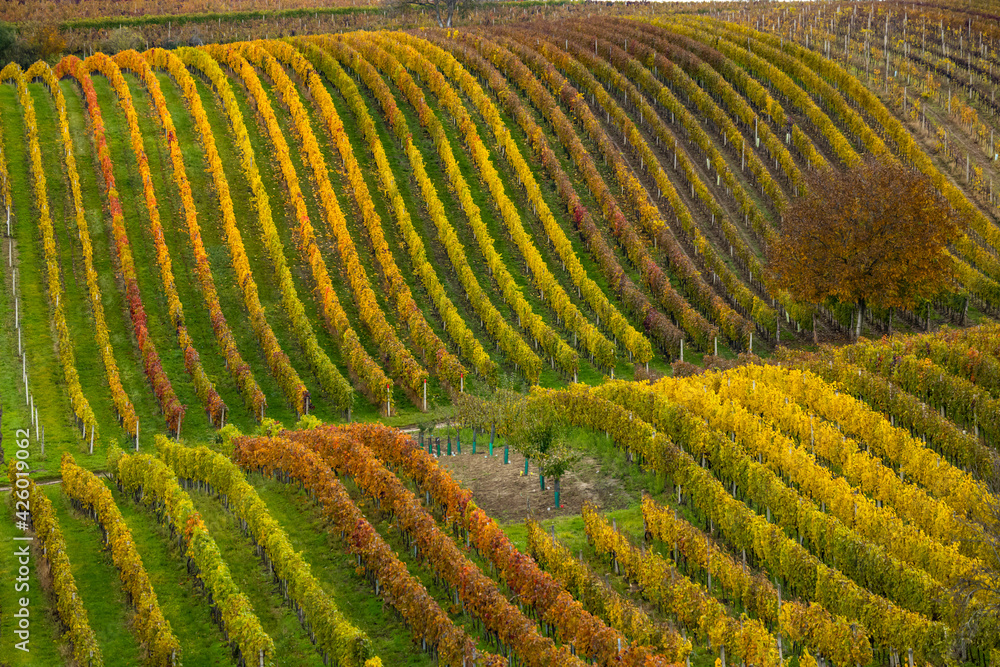 Fototapeta premium Autumn vineyard near Cejkovice, Southern Moravia, Czech Republic
