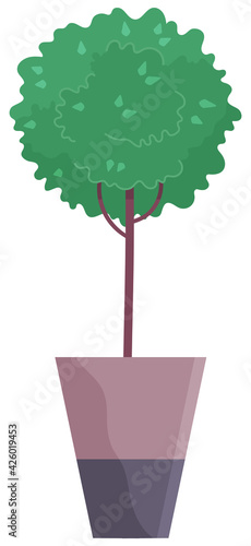 Decorative topiary tree in pot isolated at white background, houseplant in flowerpot, outdoor decor