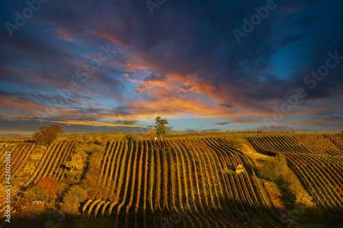 Autumn vineyard near Cejkovice, Southern Moravia, Czech Republic photo