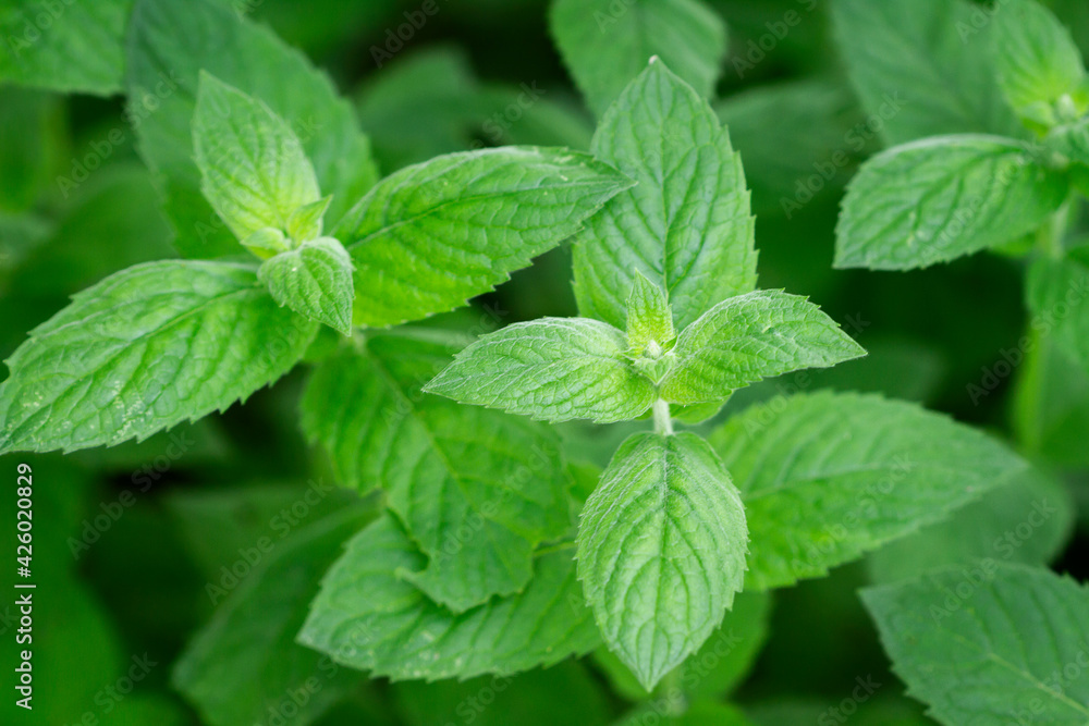 Close up of beautiful fresh mint in the garden Close up of beautiful fresh mint in the garden