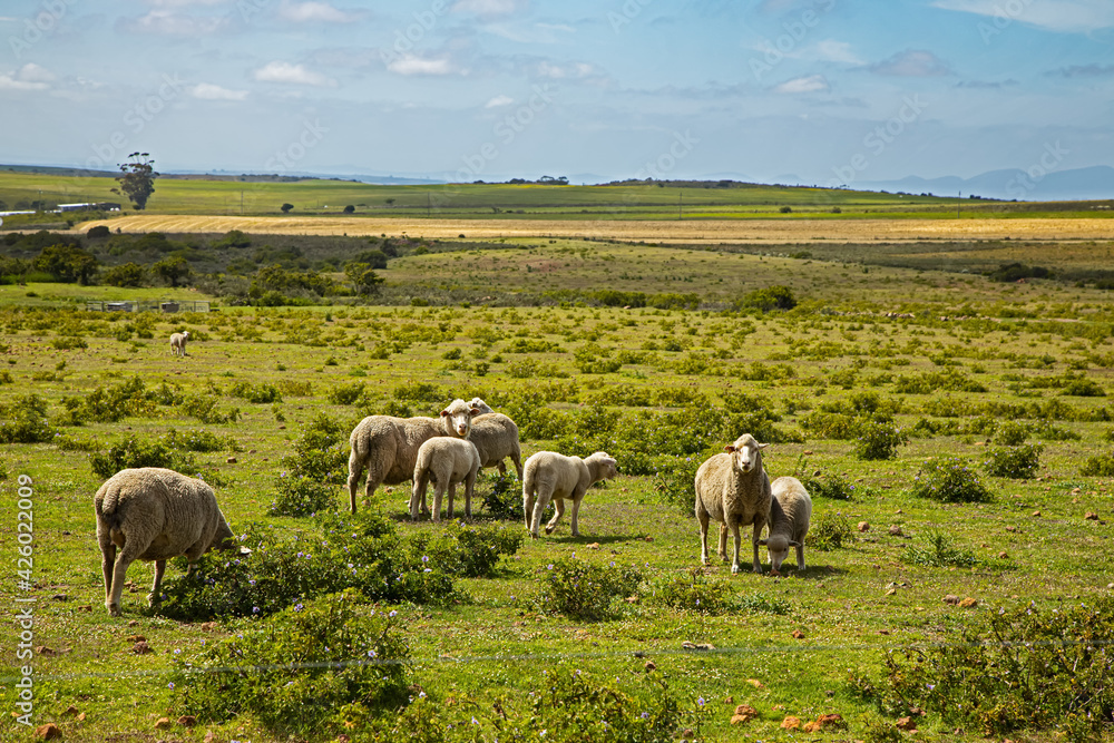 Afrino sheep in lush field in Overberg region Afrino sheep in lush field in Overberg region