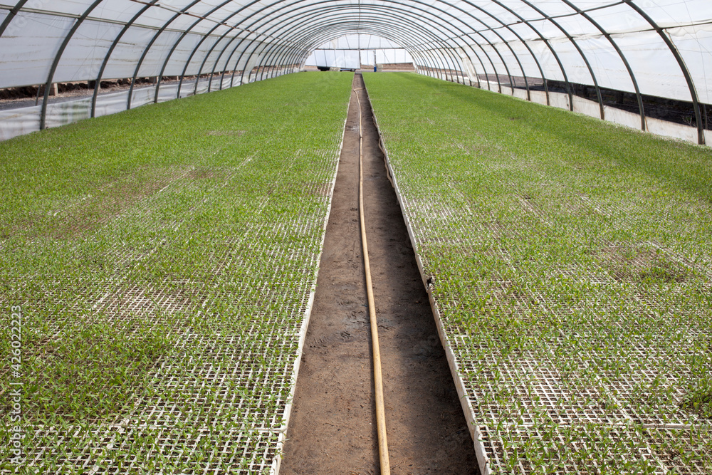 Tomato seedlings plants at greenhouse