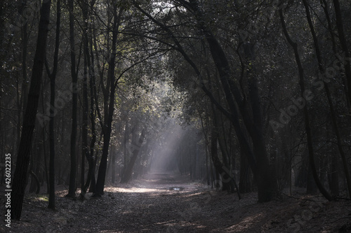 Scenic view of sun rays passing through branches into the woods