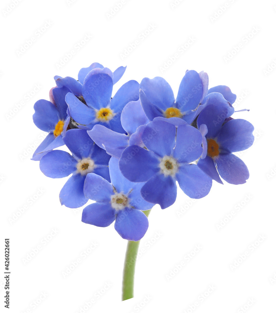 Delicate blue forget me not flowers on white background
