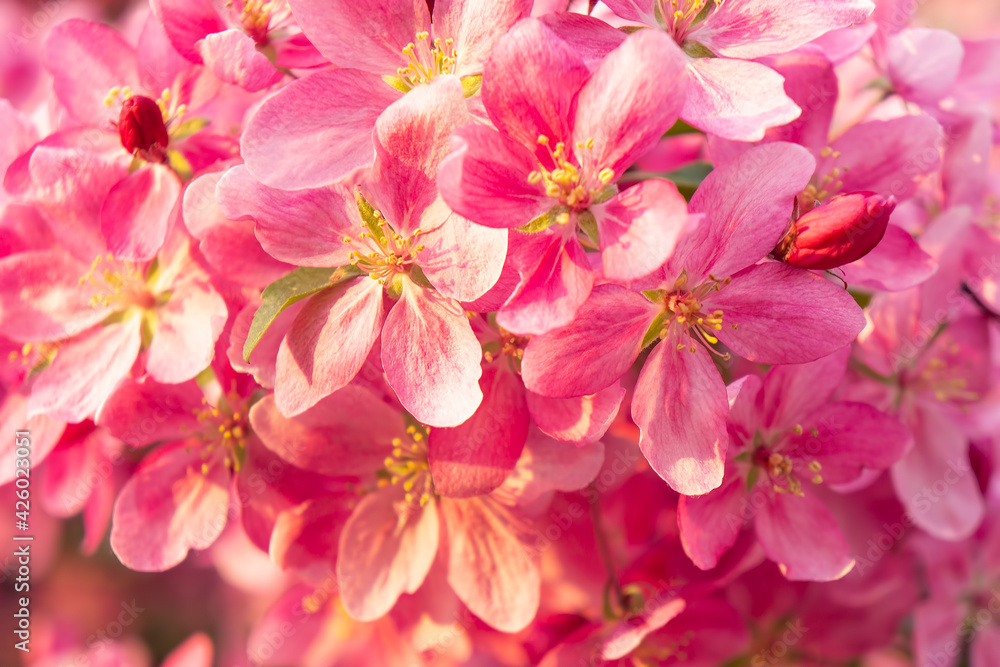Spring blooms are pink wild apple flowers. Background of a blooming garden at sunset