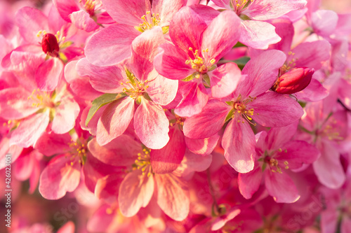 Spring blooms are pink wild apple flowers. Background of a blooming garden at sunset