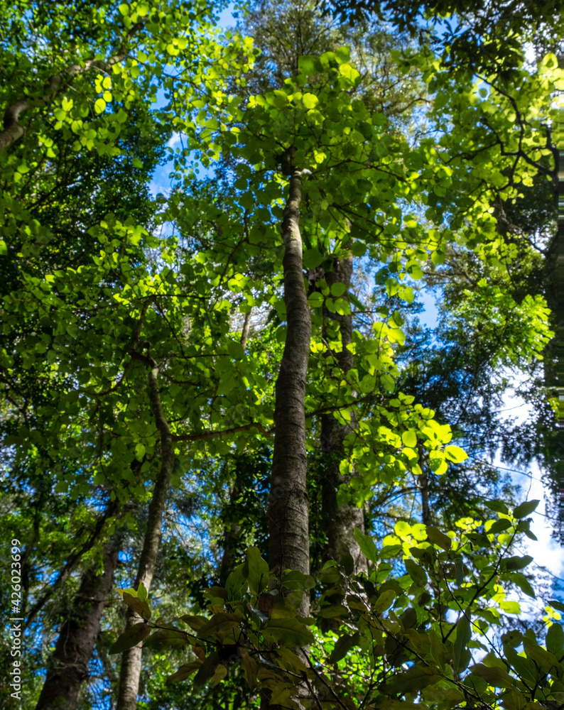 Fototapeta premium Tall rainforest trees in the Bunya Mountains with bright green foliage. Looking up into the sky.