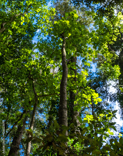 Tall rainforest trees in the Bunya Mountains with bright green foliage. Looking up into the sky.
