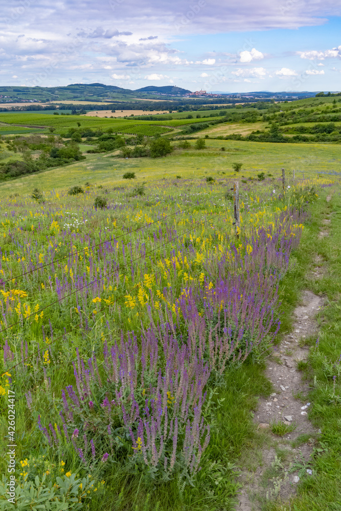 Palava landscape near Dolni Dunajovice, Southern Moravia, Czech Republic