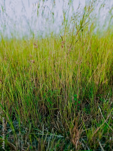 grass in the morning © Arun