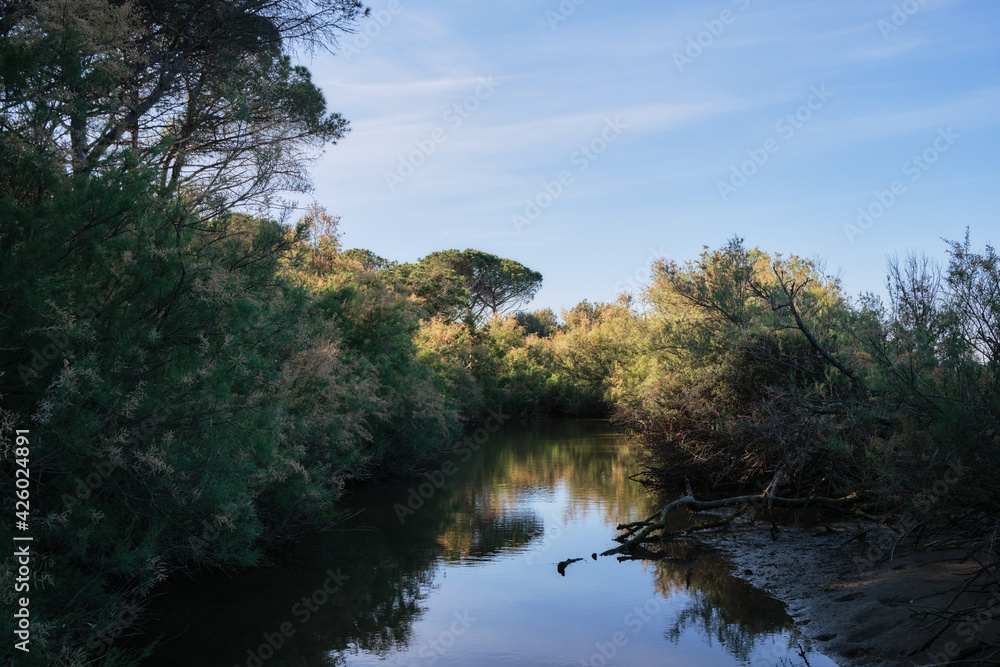 sea and trees