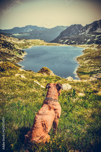 boxer dog in the mountains