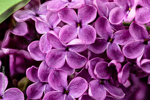 Lilac flowers on white background © A_Skorobogatova