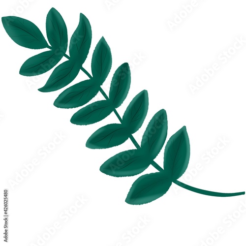 Tree branch with green leaves isolated on white background