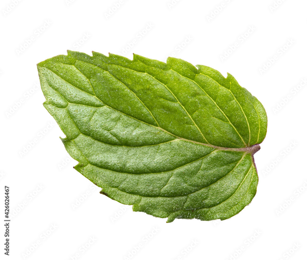 Obraz premium Fresh mint leaf isolated on white background