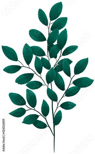 Tree branch with green leaves isolated on white background