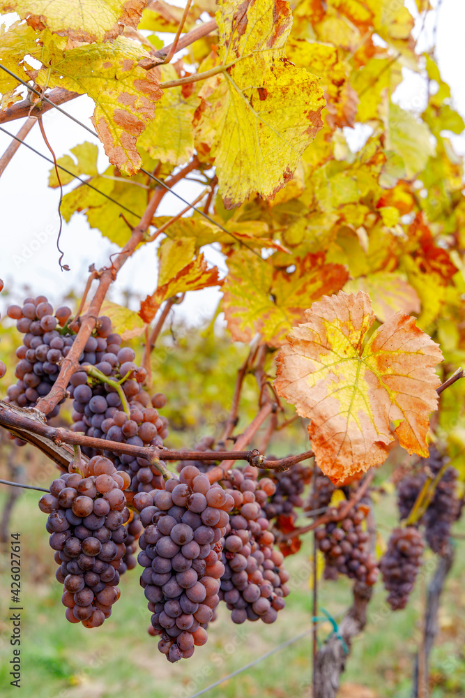 Grapes in autumn vineyard, Southern Moravia, Czech Republic