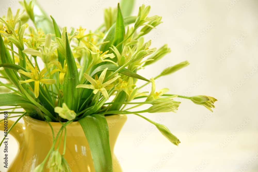 Gagea lutea called yellow star-of-Bethlehem, closeup of bouquet