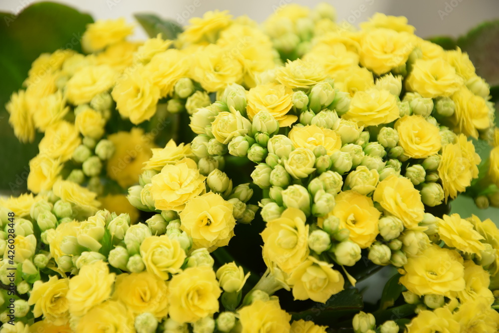 Yellow kalanchoe flowers, floral background Yellow kalanchoe flowers, floral background