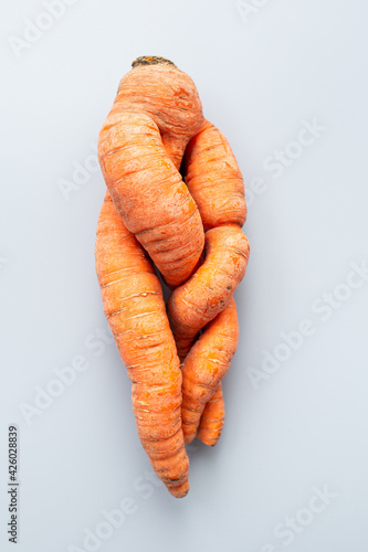 Obraz na plátne Funny rolled carrots on a gray background. ugly root vegetable.