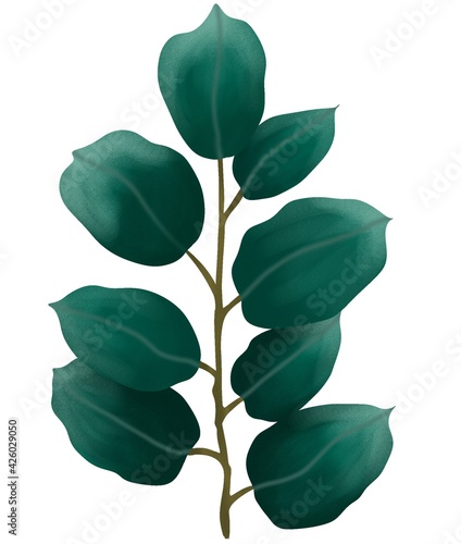 Tree branch eucalyptus with green leaves isolated on white background
