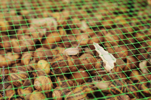 Snail farm. Industrial cultivation of edible mollusks of the species Helix aspersa muller or Cornu aspersum.