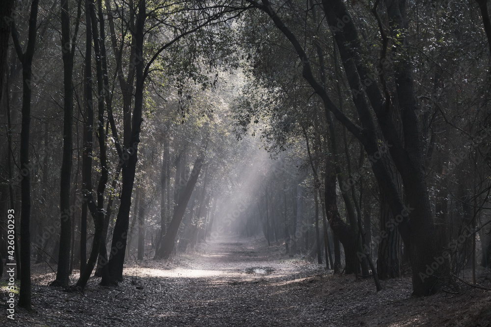 Obraz premium Beautiful view of the light passing through the woods