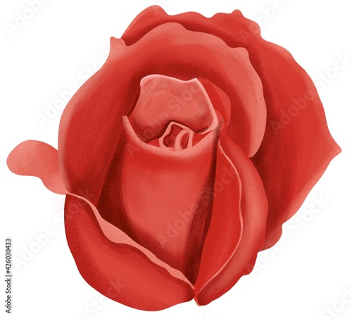 Roses flower illustration isolated on white background