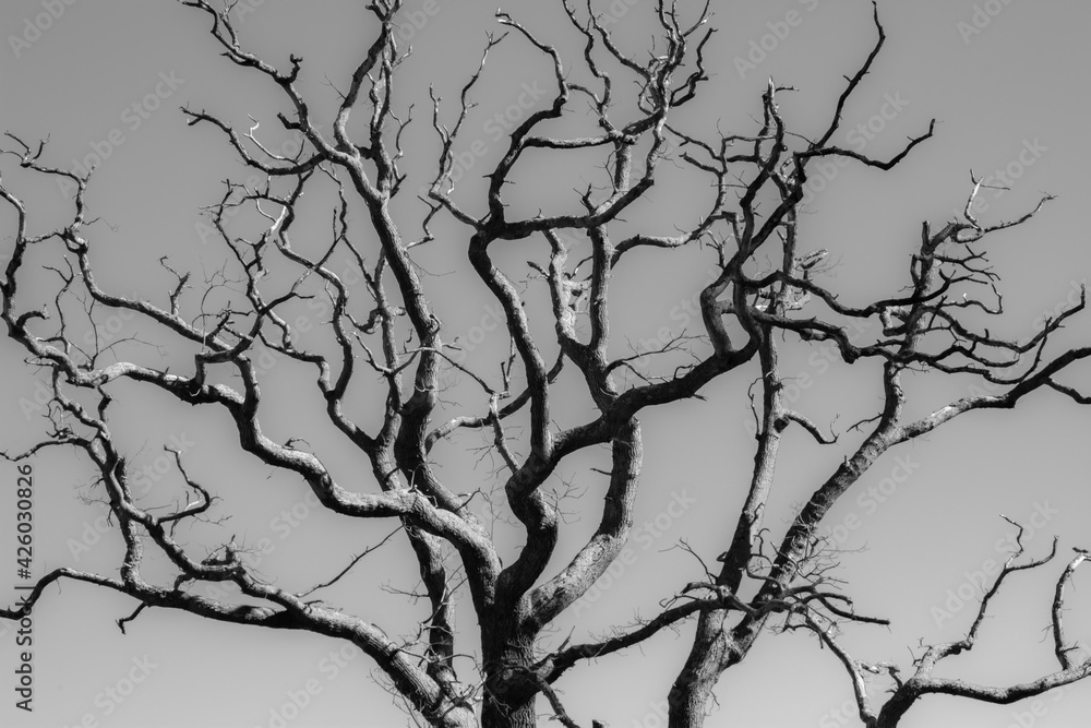 Fototapeta premium Blasted tree