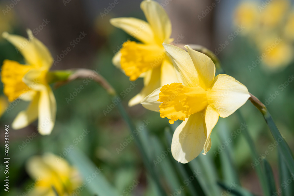 Fototapeta premium yellow spring flowers in the garden
