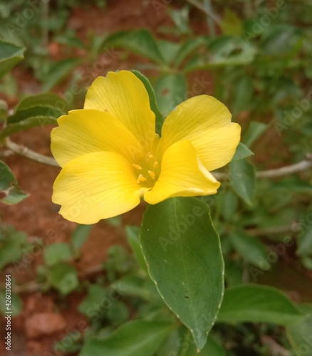 yellow flowers © Amal