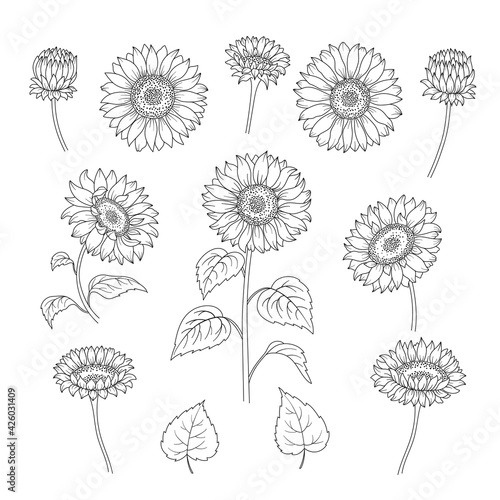 Set of Sunflowers. Elements of Sunflower: flowers, stem, leaves in black contour on white background. Hand drawn vector illustration for your design.