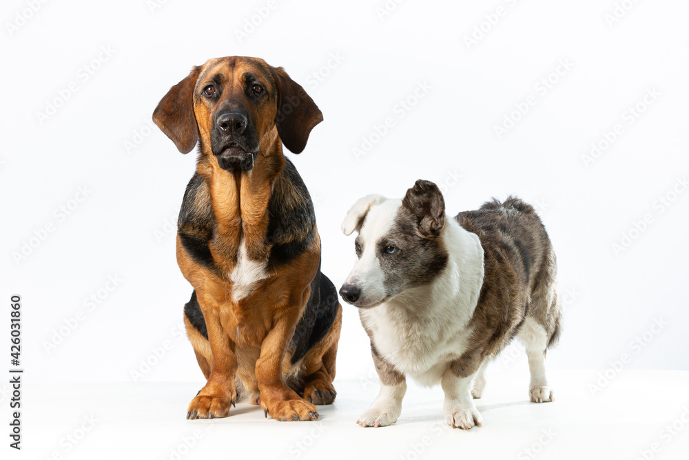 Bleu Merle Cardigan Welsh Corgi looking to the left on a white background, with one ear up together with a brown basset hound crossing with a German Shepherd. Bleu Merle Cardigan Welsh Corgi looking to the left on a white background, with one ear up together with a brown basset hound crossing with a German Shepherd.