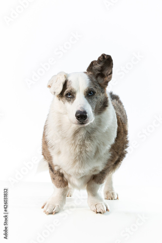 Wallpaper Mural Bleu Merle Cardigan Welsh Corgi looking up a bit on a white background, with one ear up. Torontodigital.ca