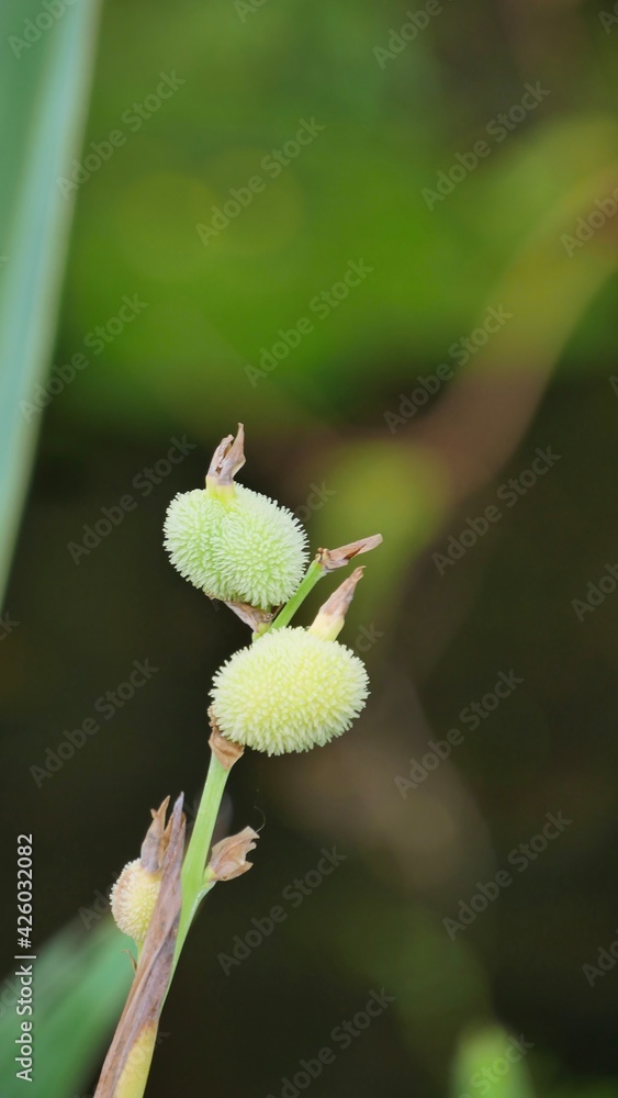 Close up buds of canna glauca with blurred background. Close up buds of canna glauca with blurred background.
