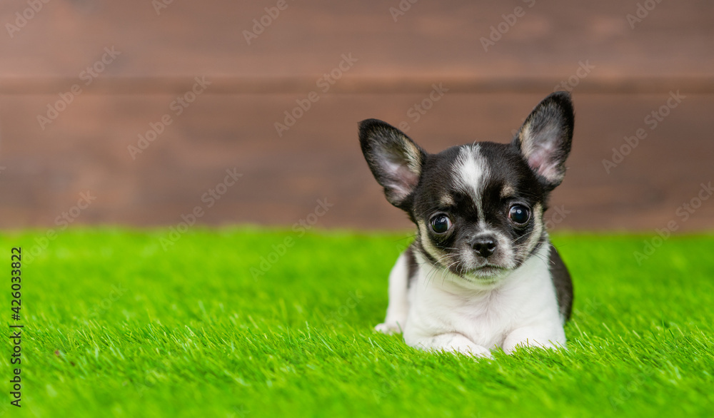 Chihuahua  puppy lying on green summer grass and looks at camera. Empty space for text