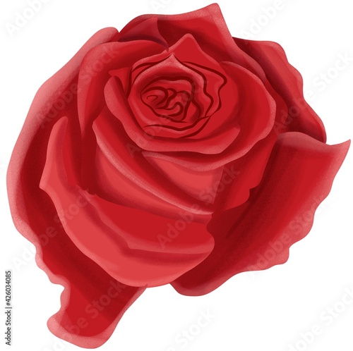 Roses flower illustration isolated on white background