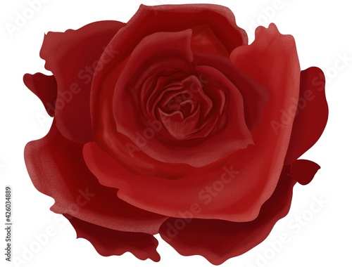 Roses flower illustration isolated on white background
