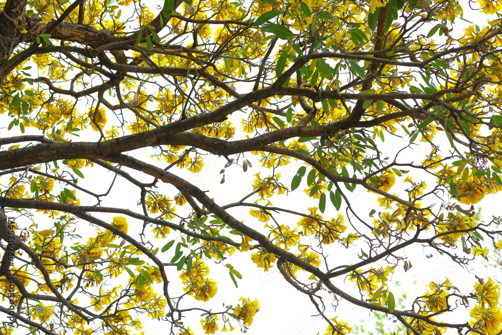 Handroanthus chrysanthus flowers blooming on the tree in the garden Handroanthus chrysanthus flowers blooming on the tree in the garden