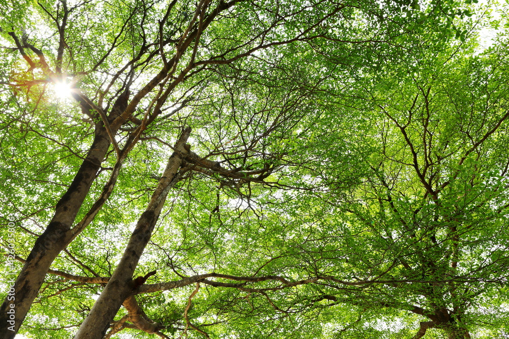 Fototapeta premium Terminalia ivorensis tree that spreads its branches and leaves beautifully