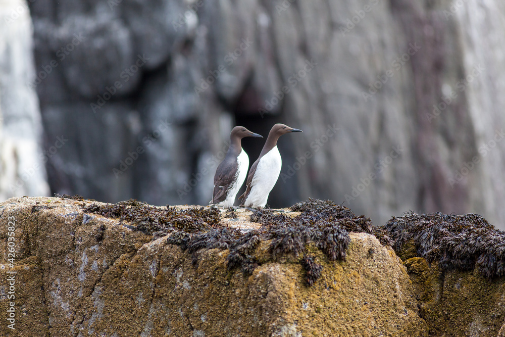 Fototapeta premium Guillemot