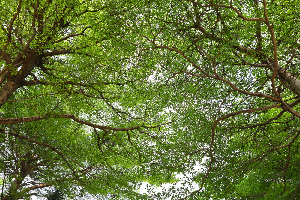 Fototapeta premium Terminalia ivorensis tree that spreads its branches and leaves beautifully