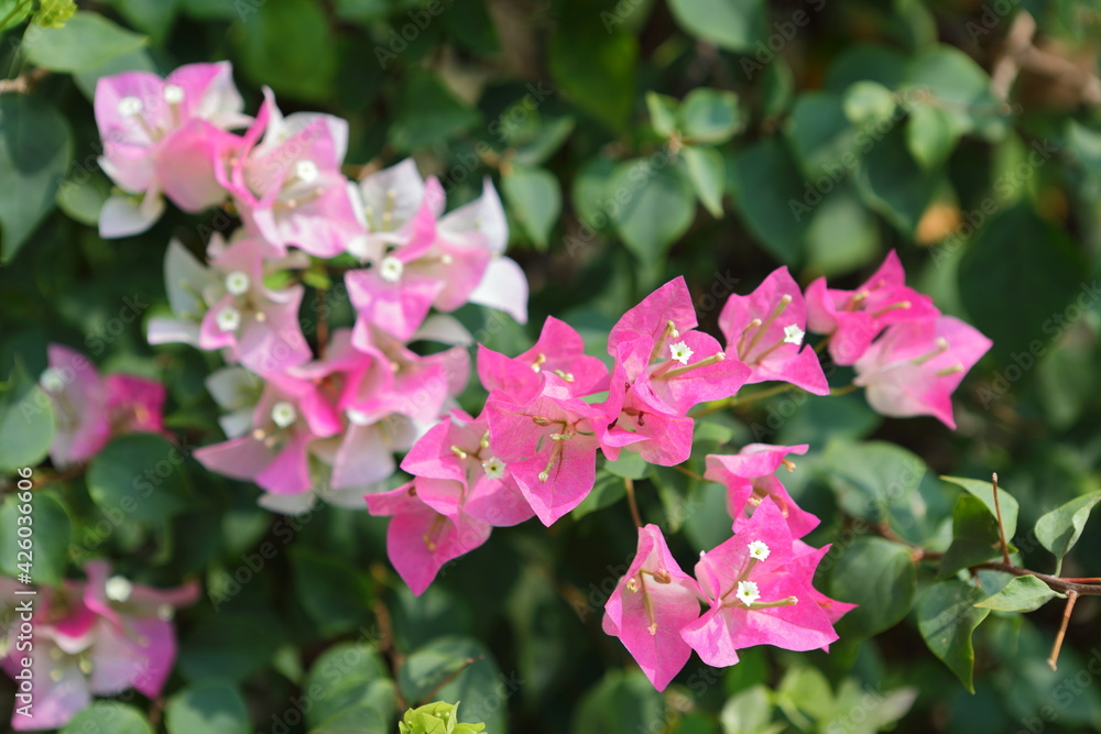 Pink Bougainvillea flower Beautiful in the garden Pink Bougainvillea flower Beautiful in the garden
