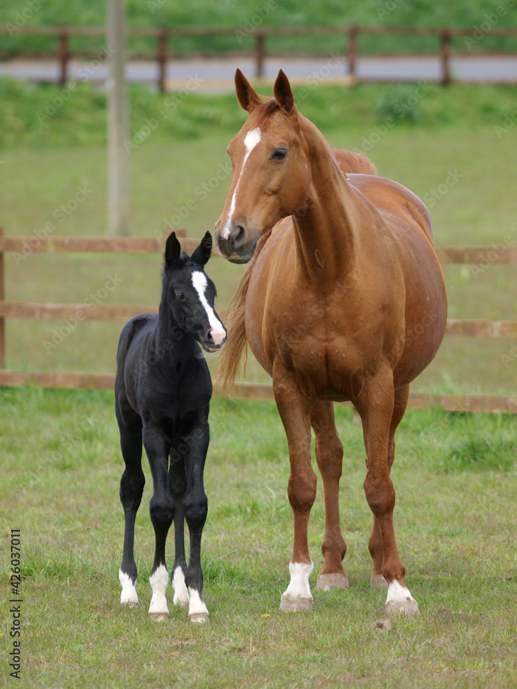 Mare and Foal