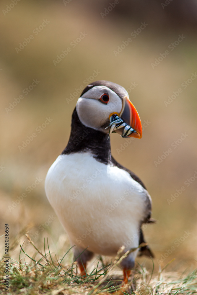 Puffin Puffin
