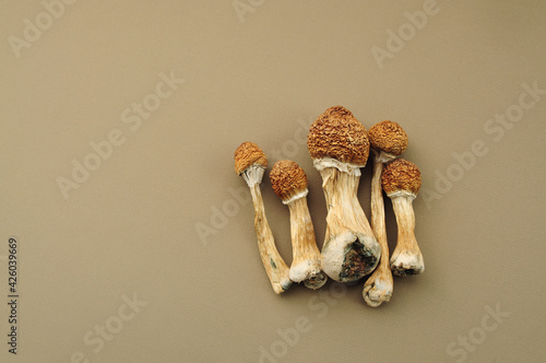 Psychedelic magic mushrooms Golden Teacher. Dried psilocybin mushrooms on brown background. Micro-dosing concept.