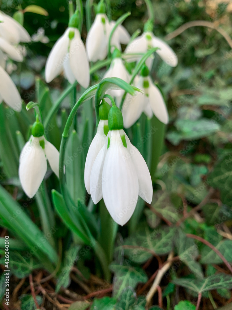Close up snowdrop flowers, also known as Galanthus. Beautiful early spring white flowers. Close up snowdrop flowers, also known as Galanthus. Beautiful early spring white flowers.