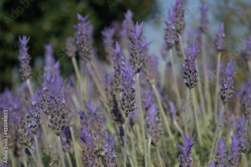 Detail of beautiful lavender flowers.