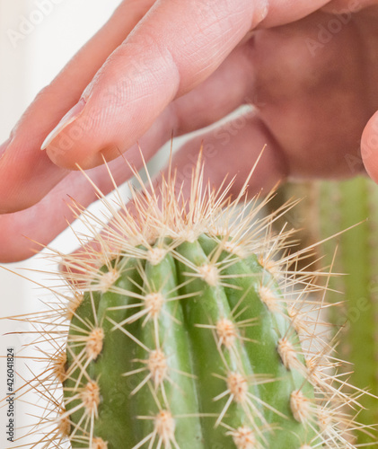 A hand touches a cactus.Sharp thorns.