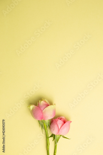 Pink rose flowers on yellow background. flat lay, top view, copy space